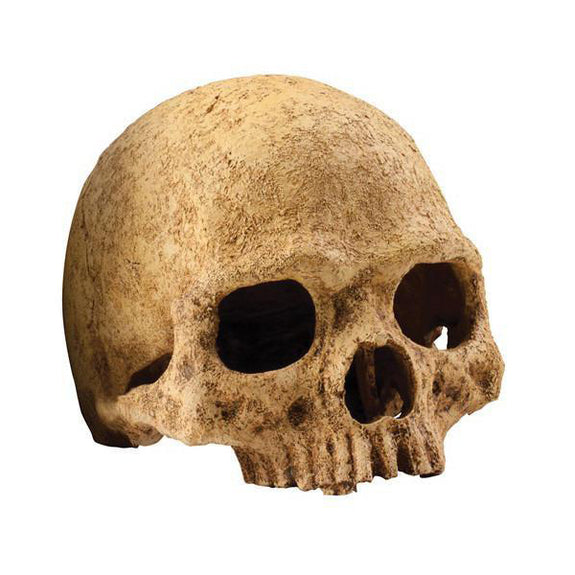 Realistic Artificial Human Primate Skull Hideout Reptile Habitat Decor
