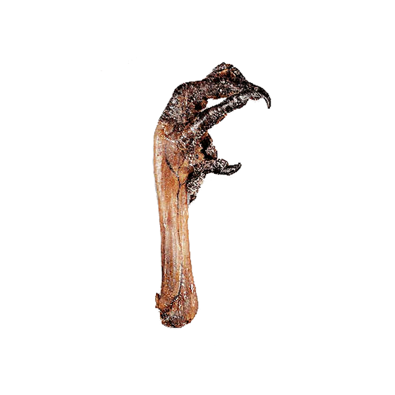 Natural Dehydrated Turkey Foot Dog Chew