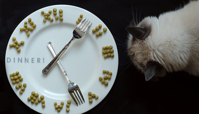 Transitioning Your Pet To A Set Feeding Schedule