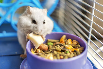 Pets For Small Spaces