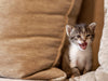 Cracking the Kitty Code: Understanding Your Feline Friend's Language