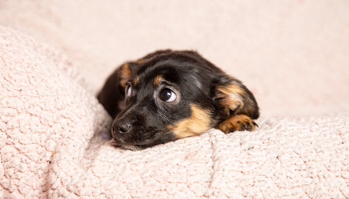 Scared little dog with fireworks in background