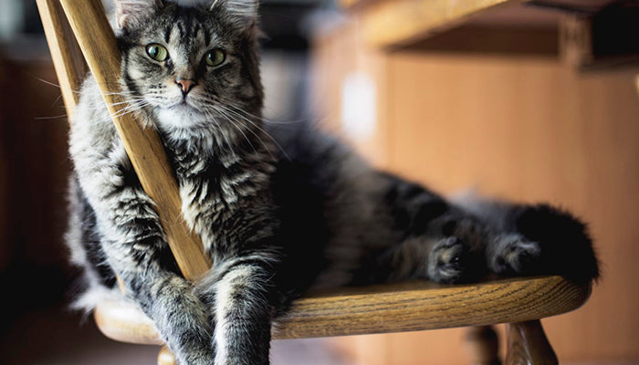 Transitioning Your Cat Indoors