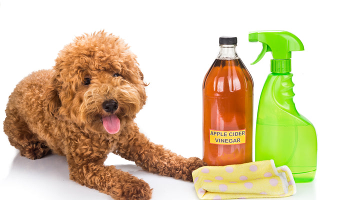 A dog next to a bottle of apple cider vinegar, a spray bottle, and a rag.