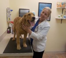 Ask the Expert Series: Dr. Myers, Forever Pet Dental