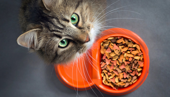 Changing Your Pet's Food