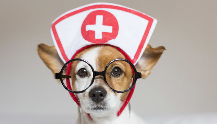 Ask the Expert: Pet First Aid