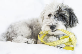 Measuring Your Dog for a Harness or Collar