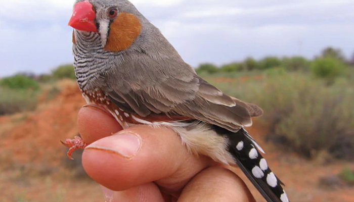 Starting out with Society, Zebra, and Owl Finches: A Guide
