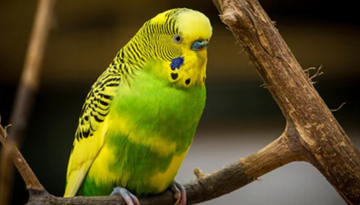 Caring for Your Parakeet AKA Budgie