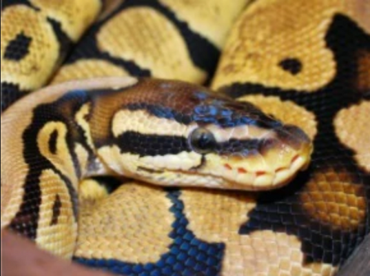 Caring for Your Ball Python