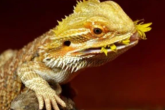 Caring for Your Bearded Dragon