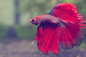 Caring for Your Betta Fish