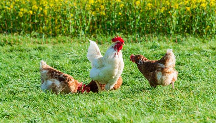 Keeping Your Backyard Chickens Cool In the Summertime