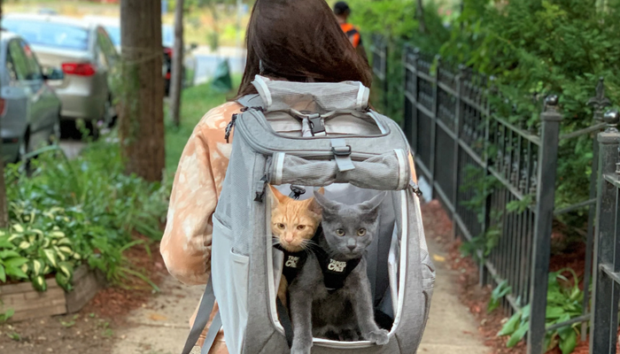 How to Train Your Cat for Backpack Adventures