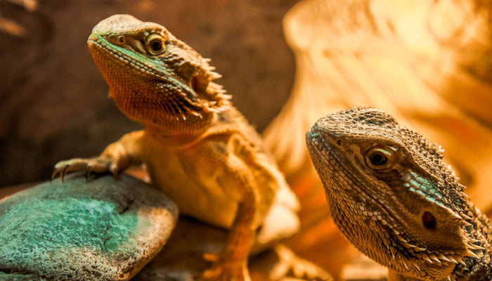 Keeping Your Reptile "Cool" In The Summer Heat