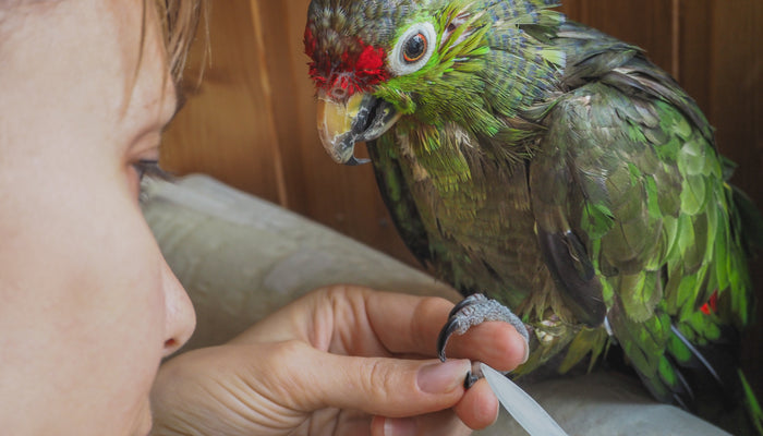 A green Amazon parrot getting their nails filed.