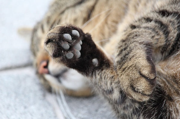 The Truth About Declawing Your Cat