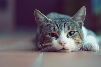 Common Cat Ailments (and Solutions!)