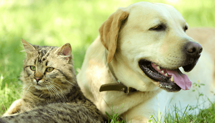 Dog & Cat Nutrition Collection