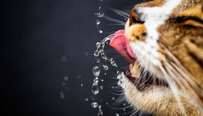 Water Fountains: Why They're Worth It
