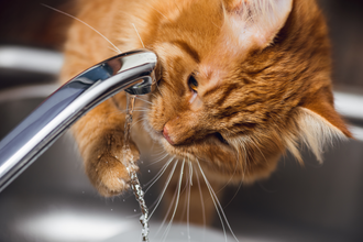 Is Your Cat Drinking Enough Water?