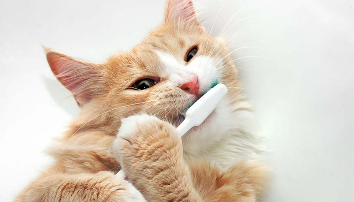 An orange cat gnawing on a toothbrush