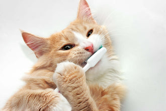 Dental Guide for Cats