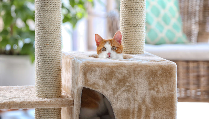 Orange and white cat peeking out of a cat tree