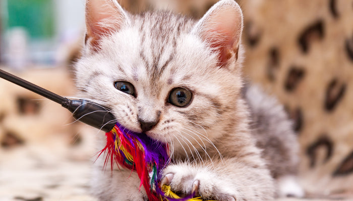 grey and white cat with a colorful feather toy in its mouth