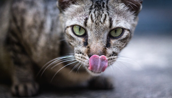 Cat Licking Face