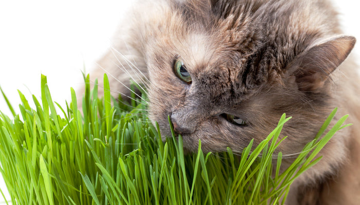 Why Does My Pet Eat Grass and Plants?