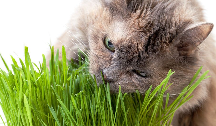 Why Does My Pet Eat Grass and Plants?