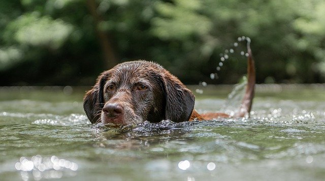 Brown Lab Swimming Outside in Lake