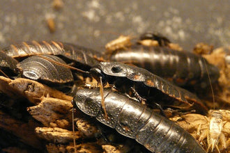 Feeder Insect: The Dubia Roach