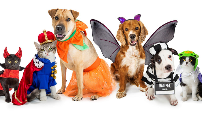DIY Halloween Pet Costumes