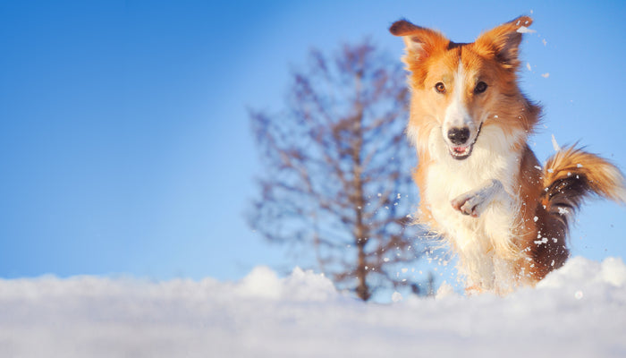 Cute dog running in snow looking into camera