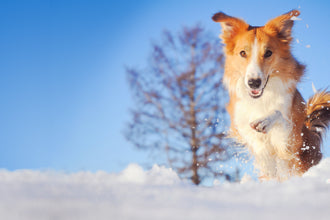 How To Care For Your Snow Dog