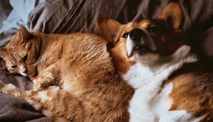 Corgi dog and orange tabby cat snuggling together