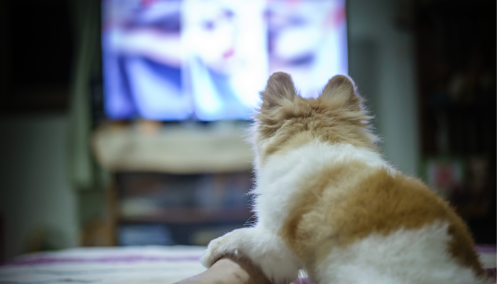 Movies & TV Shows to Watch with your Pet