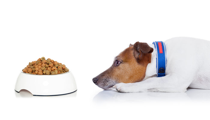 A terrier dog staring at a full bowl of food.