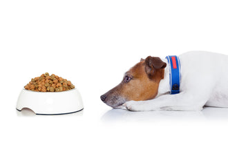Enhancing Your Pet's Meal