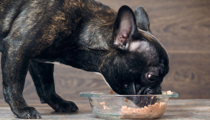 Wet Food For Dogs? Absolutely!