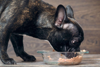 Wet Food For Dogs? Absolutely!