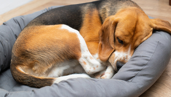 How to Choose a Dog Bed