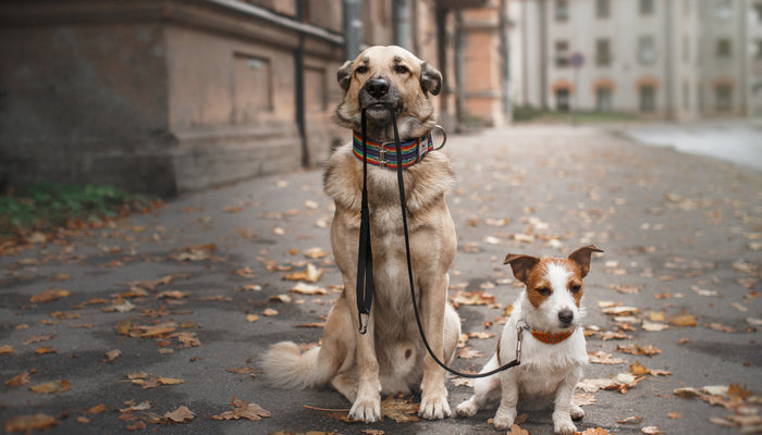How to Have the Best Dog Walk Ever