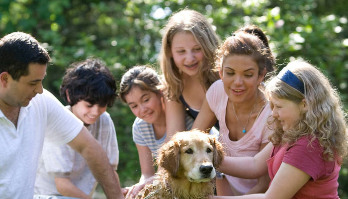 Family sits around old golden retriever dog