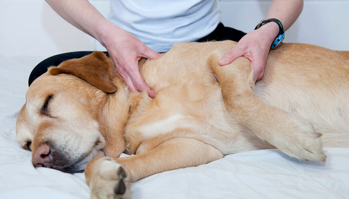 Pet First Aid Tips
