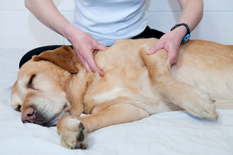 Pet First Aid Tips