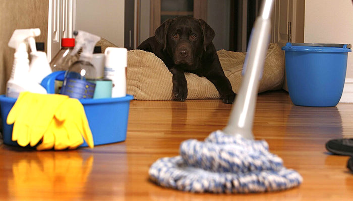 Spring Cleaning: De-Shedding Your Pet & Home